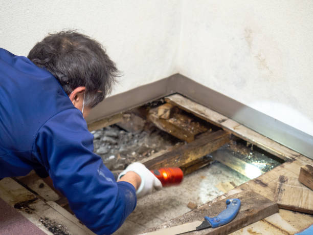 Best Mold Remediation Experts  in Covedale, OH