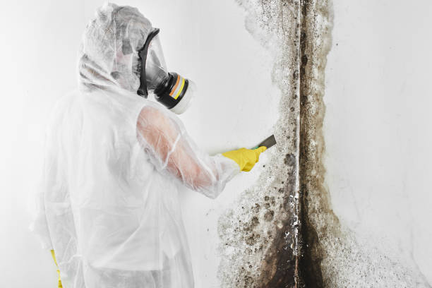 Best Local Mold Removal Service  in Covedale, OH