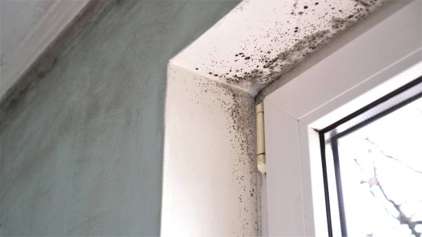 Best Fast Mold Removal  in Covedale, OH