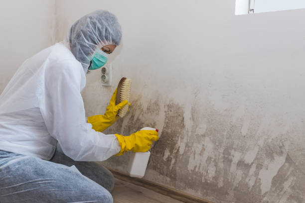 Best Mold Remediation  in Covedale, OH