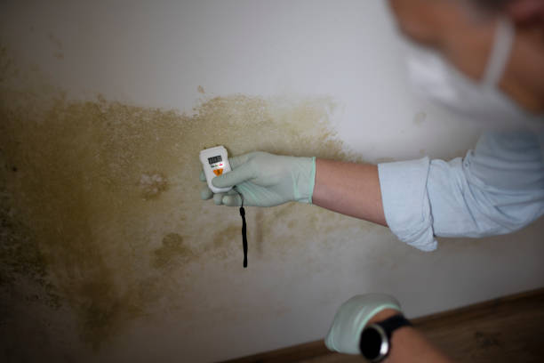 Best Mold Remediation Experts  in Covedale, OH