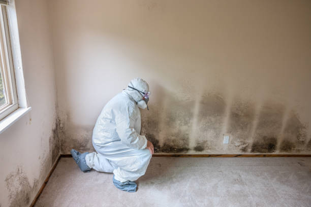 Best Attic Mold Removal  in Covedale, OH