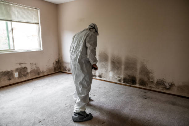 Attic Mold Removal in Covedale, OH