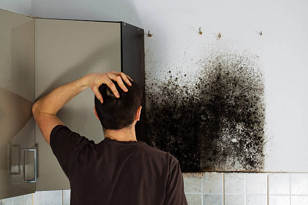 Best Professional Mold Removal  in Covedale, OH