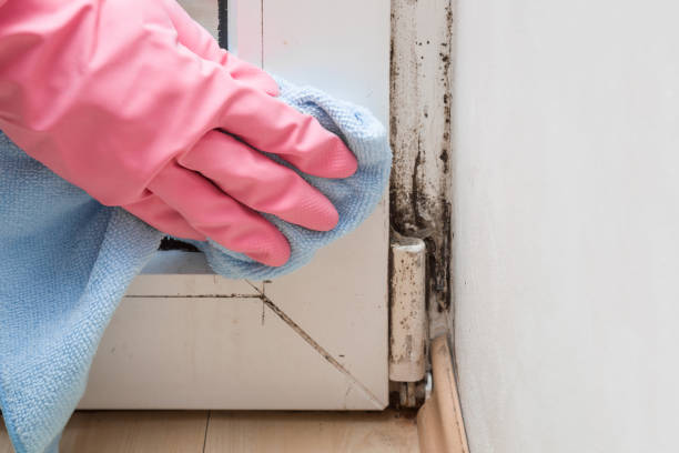 Best Certified Mold Removal  in Covedale, OH