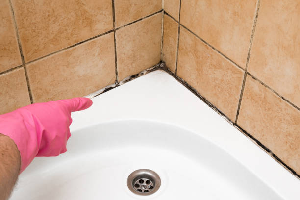 Mold Removal Process in Covedale, OH